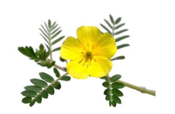 Gluconol contiene Tribulus terrestris